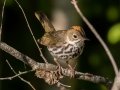 Ovenbird - JUNE 10 2022 - Turkey Lane - Ellsworth US-ME - Hancock County - Maine