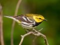 Black-throated Green Warbler -- JUNE 4 2022 - Messalonskee Lake Boat Ramp - Kennebec County - Maine
