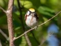Chestnut-sided Warbler - JUNE 10 2022 - Turkey Lane - Ellsworth US-ME - Hancock County - Maine