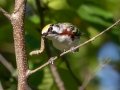 Chestnut-sided Warbler - JUNE 10 2022 - Turkey Lane - Ellsworth US-ME - Hancock County - Maine