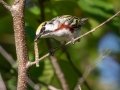 Chestnut-sided Warbler - JUNE 10 2022 - Turkey Lane - Ellsworth US-ME - Hancock County - Maine
