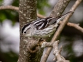 Black-and-white Warbler - JUNE 4 2022 - Messalonskee Lake Boat Ramp - Kennebec County - Maine