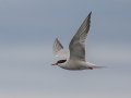 Common Tern - JUNE 18 2022 - Seal Island NWR  - Knox County - Maine