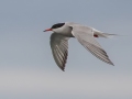 Common Tern - JUNE 18 2022 - Seal Island NWR  - Knox County - Maine