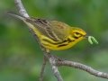 Prairie Warbler - MAY 31 2022 - Kennebunk Plains - York County - Maine