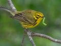 Prairie Warbler - MAY 31 2022 - Kennebunk Plains - York County - Maine