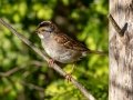 White-throated Sparrow - JUNE 10 2022 - Turkey Lane - Ellsworth US-ME - Hancock County - Maine