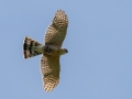 Sharp-shined Hawk (with prey) - JUNE 15 2022 - Monhegan Island - Lincoln County - Maine