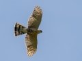 Sharp-shined Hawk (with prey) - JUNE 15 2022 - Monhegan Island - Lincoln County - Maine