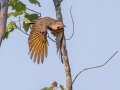 Northern Flicker (Yellow-shafted) - JUNE 10 2022 - Turkey Lane - Ellsworth US-ME - Hancock County - Maine