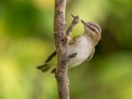 Red-eyed Vireo - JUNE 4 2022 - Messalonskee Lake Boat Ramp - Kennebec County - Maine
