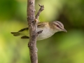 Red-eyed Vireo - JUNE 4 2022 - Messalonskee Lake Boat Ramp - Kennebec County - Maine