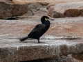 Great Cormorant - JUNE 18 2022 - Seal Island NWR  - Knox County - Maine