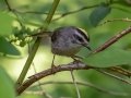 Golden-crowned Kinglet - JUNE 12 2022 - Orono Bog Walk - Penobscot County - Maine