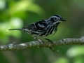 Black-and-white Warbler - JUNE 12 2022 - Orono Bog Walk - Penobscot County - Maine