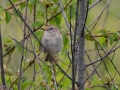 Field Sparrow - MAY 31 2022 - Kennebunk Plains - York County - Maine