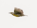 Eastern Meadowlark - MAY 31 2022 - Kennebunk Plains - York County - Maine