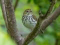 Ovenbird - JUNE 4 2022 - Messalonskee Lake Boat Ramp - Kennebec County - Maine