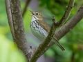 Ovenbird - JUNE 4 2022 - Messalonskee Lake Boat Ramp - Kennebec County - Maine