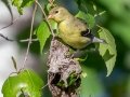 American Goldfinch - JUNE 10 2022 - Turkey Lane - Ellsworth US-ME - Hancock County - Maine