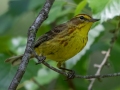 Palm Warbler (Yellow) - JUNE 12 2022 - Orono Bog Walk - Penobscot County - Maine