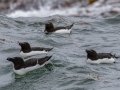 Razorbills - JUNE 18 2022 - Seal Island NWR  - Knox County - Maine
