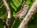 White-throated Sparrow - JUNE 10 2022 - Turkey Lane - Ellsworth US-ME - Hancock County - Maine