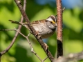 White-throated Sparrow - JUNE 10 2022 - Turkey Lane - Ellsworth US-ME - Hancock County - Maine