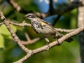 Yellow-rumped Warbler (Myrtle) - JUNE 10 2022 - Turkey Lane - Ellsworth US-ME - Hancock County - Maine