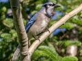 Blue Jay - JUNE 10 2022 - Turkey Lane - Ellsworth US-ME - Hancock County - Maine