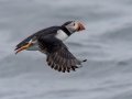 Atlantic Puffin - JUNE 18 2022 - Seal Island NWR  - Knox County - Maine