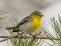 Yellow-thraoted Vireo - MAY 31 2022 - Kennebunk Plains - York County - Maine