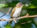 Red-eyed Vireo - JUNE 10 2022 - Turkey Lane - Ellsworth US-ME - Hancock County - Maine