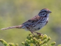 Song Sparrow - JUNE 12 2022 - Orono Bog Walk - Penobscot County - Maine