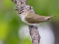 Red-eyed Vireo - MAY 31 2022 - Kennebunk Plains - York County - Maine