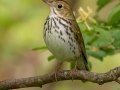 Ovenbird - JUNE 4 2022 - Messalonskee Lake Boat Ramp - Kennebec County - Maine