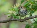 Ovenbird - JUNE 4 2022 - Messalonskee Lake Boat Ramp - Kennebec County - Maine