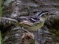 Black-and-white Warbler - JUNE 12 2022 - Orono Bog Walk - Penobscot County - Maine