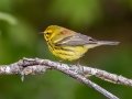 Prairie Warbler - MAY 31 2022 - Kennebunk Plains - York County - Maine