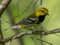 Black-throated Green Warbler - JUNE 12 2022 - Orono Bog Walk - Penobscot County - Maine