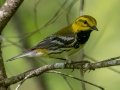 Black-throated Green Warbler - JUNE 12 2022 - Orono Bog Walk - Penobscot County - Maine