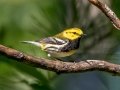 Black-throated Green Warbler - JUNE 10 2022 - Turkey Lane - Ellsworth US-ME - Hancock County - Maine