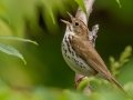 Ovenbird - JUNE 4 2022 - Messalonskee Lake Boat Ramp - Kennebec County - Maine