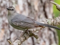 Gray Catbird - MAY 31 2022 - Kennebunk Plains - York County - Maine