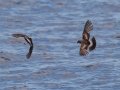 Wilson's Storm-Petrels- JUNE 6 2022 - Murray Hole and Kettle - Boothbay Harbor Pelagic Trip - Sagadahoc County - Maine
