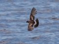 Wilson's Storm-Petrel- JUNE 6 2022 - Murray Hole and Kettle - Boothbay Harbor Pelagic Trip - Sagadahoc County - Maine