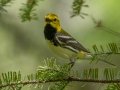 Black-throated Green Warbler - JUNE 12 2022 - Orono Bog Walk - Penobscot County - Maine
