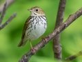Ovenbird - JUNE 4 2022 - Messalonskee Lake Boat Ramp - Kennebec County - Maine