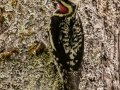 Yellow-bellied Sapsucker - JUNE 12 2022 - Orono Bog Walk - Penobscot County - Maine