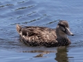 American Black Duck - JUNE 15 2022 - Monhegan Island - Lincoln County - Maine
